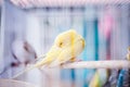 Canary in Cage