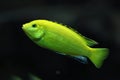 Canary cichlid (Labidochromis caeruleus)