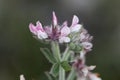 Canary clover Dorycnium hirsutum