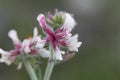 Canary clover Dorycnium hirsutum