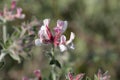 Canary clover Dorycnium hirsutum