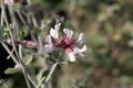 Canary clover Dorycnium hirsutum