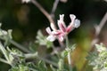 Canary clover Dorycnium hirsutum