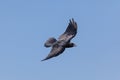 canary crow bird on blue background Royalty Free Stock Photo