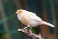 Canary Exotic birds and animals in wildlife in natural setting