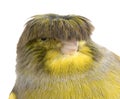 Canary gloster Corona Royalty Free Stock Photo