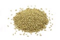 Canary grass seeds of a handful Royalty Free Stock Photo