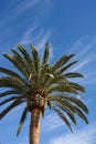 Canary Island Date Palm