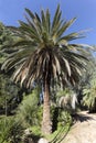 Canary Island Date Palm
