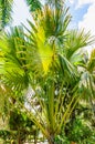 Canary Island Date Palm tree, in full tropical, sunlight