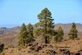 Canary Island pine forest in the interior of the Gran Canaria Island, Spain Royalty Free Stock Photo