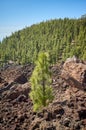 Canary Island pine forest in Teide National Park, Tenerife Royalty Free Stock Photo