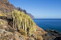 Canary Island Spurge Royalty Free Stock Photo