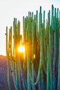 Canary Island spurge Royalty Free Stock Photo