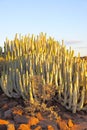 The Canary Island spurge Royalty Free Stock Photo