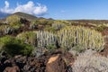 Canary Island spurge at Malpais de Guimar badlands, Puertito de Guimar, Tenerife, Spain Royalty Free Stock Photo