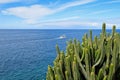 Canary Island Spurge by the Sea. Royalty Free Stock Photo