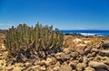 Canary Island spurge on stones beach Royalty Free Stock Photo
