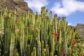 Canary Island Spurge at Tenerife Royalty Free Stock Photo