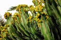 Canary Island Spurge - toxic cactus Euphorbia canariensis. Pla Royalty Free Stock Photo