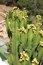 Canary Island Spurge tree Royalty Free Stock Photo