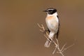 Canary Island Stonechat Saxicola dacotiae, endemitic species of Canary Islands, sitting on the branch and stone in the nice sun Royalty Free Stock Photo