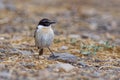 Canary Island Stonechat Saxicola dacotiae, endemitic species of Canary Islands, sitting on the branch and stone in the nice sun Royalty Free Stock Photo