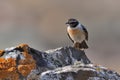 Canary Island Stonechat Saxicola dacotiae, endemitic species of Canary Islands, sitting on the branch and stone in the nice sun Royalty Free Stock Photo