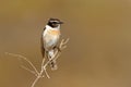 Canary Island Stonechat Saxicola dacotiae, endemitic species of Canary Islands, sitting on the branch and stone in the nice sun Royalty Free Stock Photo