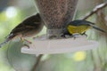 Canary Islands blue tit Cyanistes teneriffae eating and Gran Canaria blue chaffinch Fringilla polatzeki. Royalty Free Stock Photo