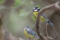 Canary Islands blue tits.