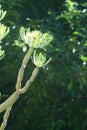 Canary Islands candle plant mountain grass Kleinia neriifolia