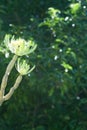 Canary Islands candle plant mountain grass Kleinia neriifolia