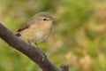 Canary Islands Chiffchaff - Phylloscopus canariensis