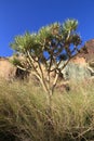 Canary Islands dracena plant