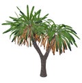 Canary Islands dragon tree or drago, dracaena draco - 3D render