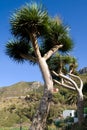 Canary Islands Dragon Trees