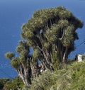 Canary Islands dragon trees