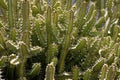 CANARY ISLANDS LANZAROTE CACTUS