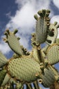 CANARY ISLANDS LANZAROTE CACTUS