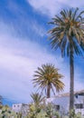 Canary Islands plants aesthetic. Cactus, Palm and tropical countryside landscape. Stylish travel and nature wallpaper