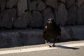 Canary Islands Raven Walking Along The Edge Of A Road.