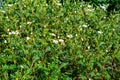 The scientific name of this plant is argyranthemum adauctum
