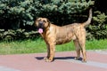 Presa Canario looks in camera.