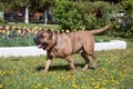 Canary mastiff is running on a green meadow. Canarian molosser or dogo canario. Royalty Free Stock Photo