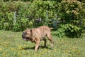 Canary mastiff is running on a green meadow. Canarian molosser or dogo canario.