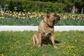Canary mastiff is sitting near a flower bed with tulips. Canarian molosser or dogo canario. Royalty Free Stock Photo