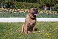 Canary mastiff is sitting near a flower bed with tulips. Perro de presa canario or canarian molosser. Royalty Free Stock Photo