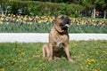 Canary mastiff is sitting near a flower bed with tulips. Perro de presa canario or canarian molosser. Royalty Free Stock Photo