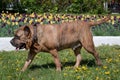 Canary mastiff is walking on a green meadow. Canarian molosser or dogo canario. Royalty Free Stock Photo